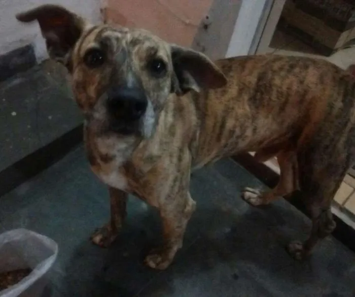 Cachorro ra a SRD idade 2 anos nome Mike