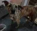 Cachorro raça SRD idade 2 anos nome Mike