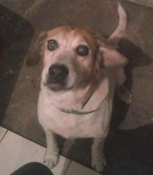Cachorro ra a SRD idade 6 ou mais anos nome Barto e Cacau 