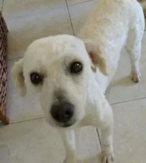 Cachorro raça srd idade 1 ano nome Ozzy