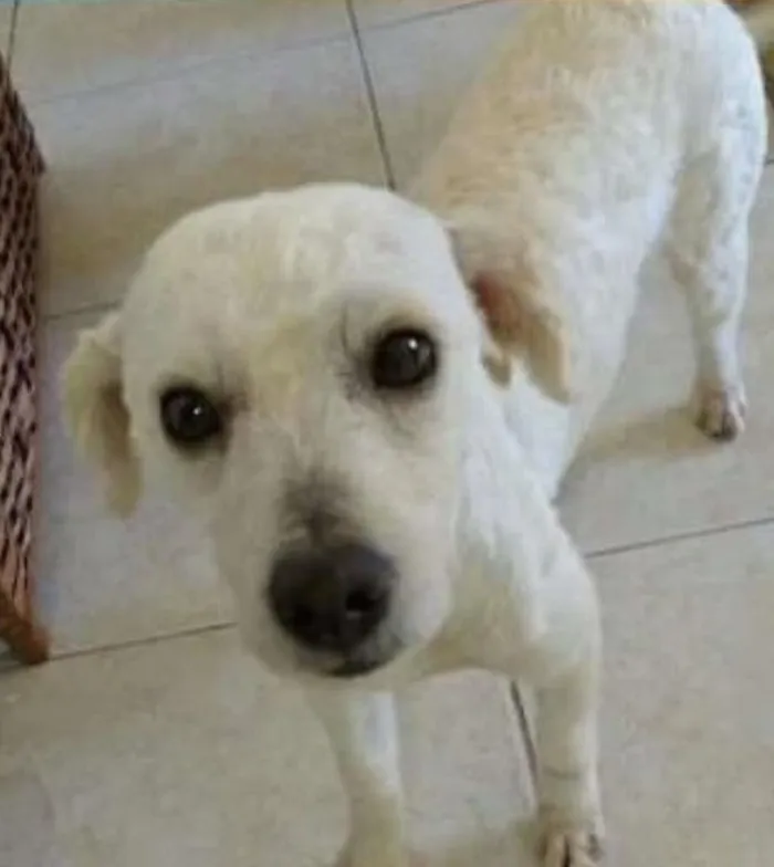 Cachorro ra a srd idade 1 ano nome Ozzy