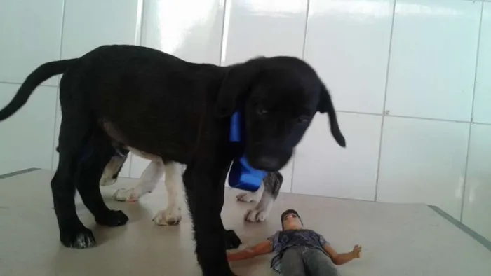 Cachorro raça SRD idade 2 a 6 meses nome sem nome
