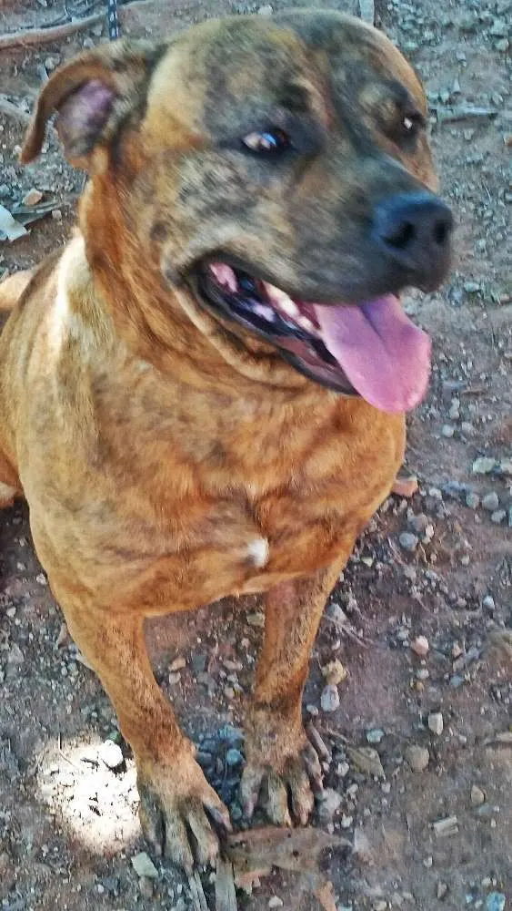 Cachorro ra a Pit Bull idade 1 ano nome Cronus