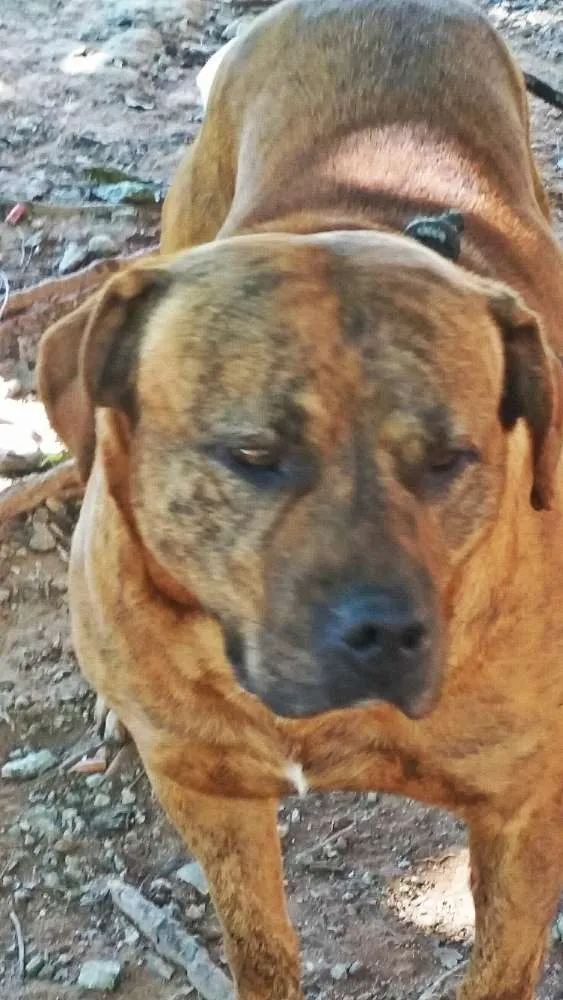 Cachorro ra a Pit Bull idade 1 ano nome Cronus
