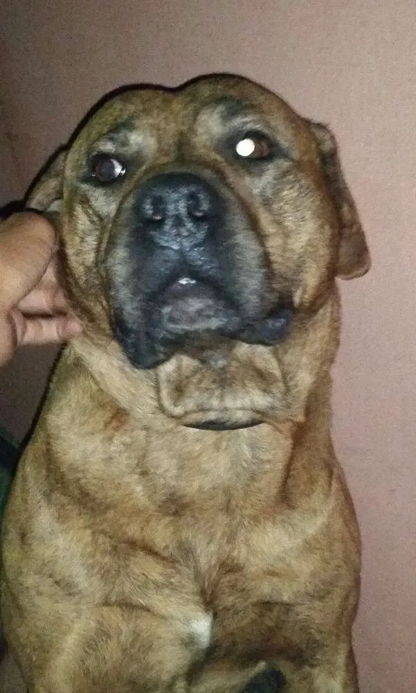 Cachorro ra a Pit Bull idade 1 ano nome Cronus