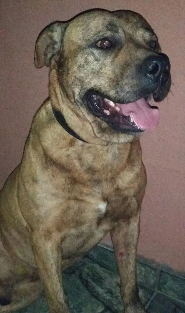 Cachorro ra a Pit Bull idade 1 ano nome Cronus