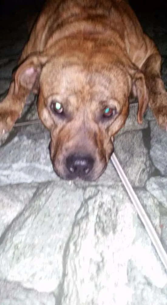 Cachorro ra a Pit Bull idade 1 ano nome Cronus