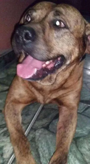 Cachorro raça Pit Bull idade 1 ano nome Cronus