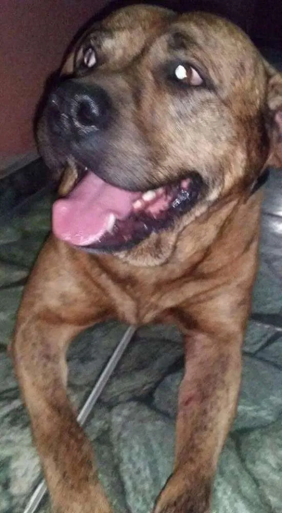 Cachorro ra a Pit Bull idade 1 ano nome Cronus