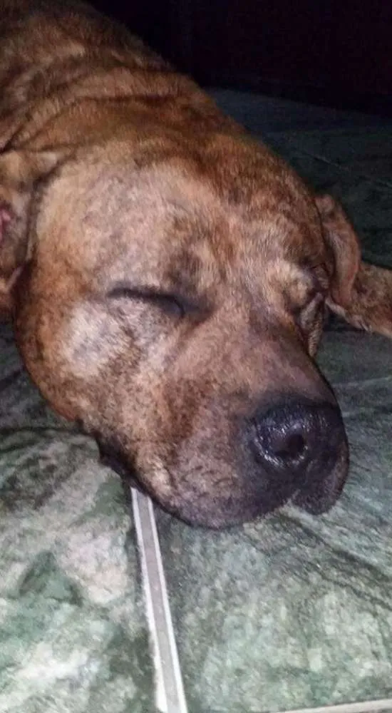 Cachorro ra a Pit Bull idade 1 ano nome Cronus