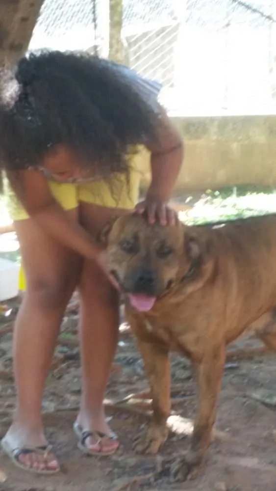 Cachorro ra a Pit Bull idade 1 ano nome Cronus