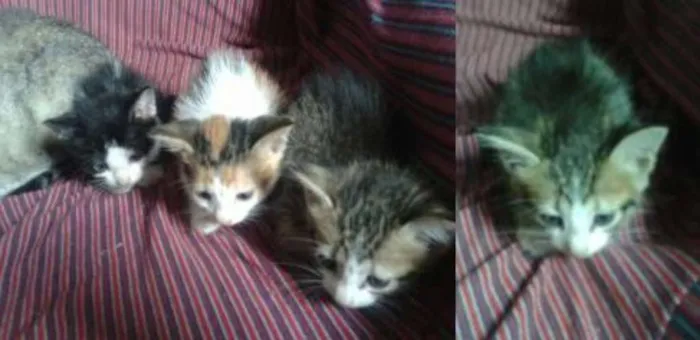 Gato raça NÃO SEI idade 2 a 6 meses nome SEM NOME