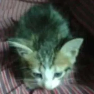 Gato raça NÃO SEI idade 2 a 6 meses nome SEM NOME