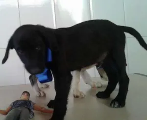 Cachorro raça SRD idade 2 a 6 meses nome sem nome