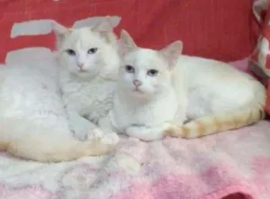 Gato raça SRD idade 2 a 6 meses nome Pipoca e Lara