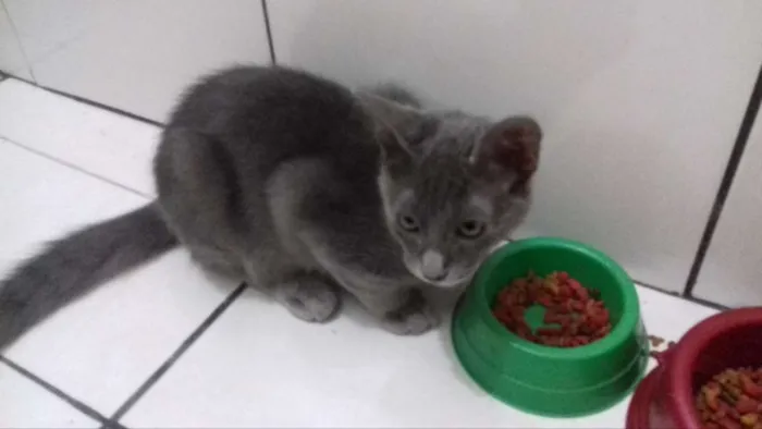 Gato raça misturada com sianês idade 2 a 6 meses nome Apolo e Angela