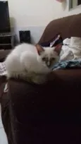 Apolo e Angela