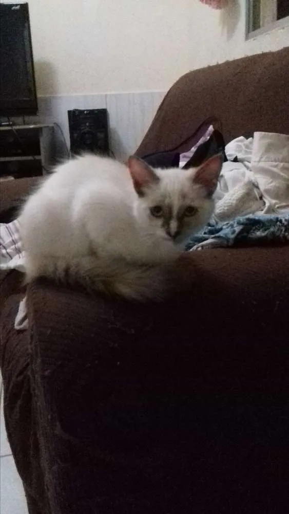 Gato raça misturada com sianês idade 2 a 6 meses nome Apolo e Angela