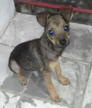 Cachorro raça  idade 2 a 6 meses nome Babí
