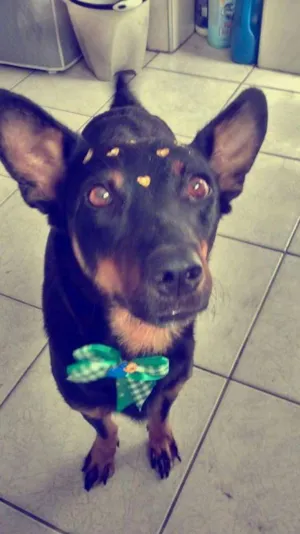 Cachorro raça SRS idade 3 anos nome Lótus