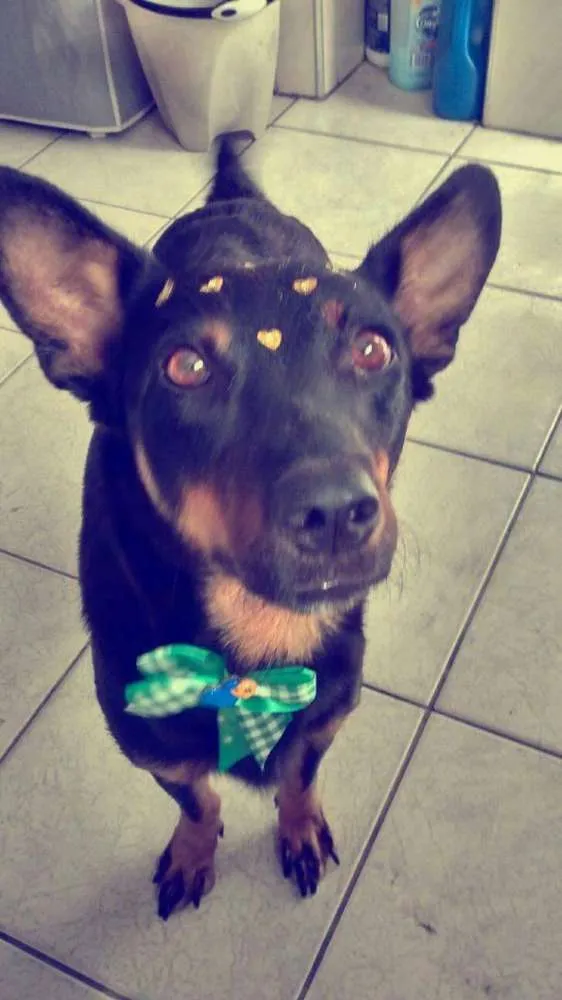 Cachorro ra a SRS idade 3 anos nome Lótus