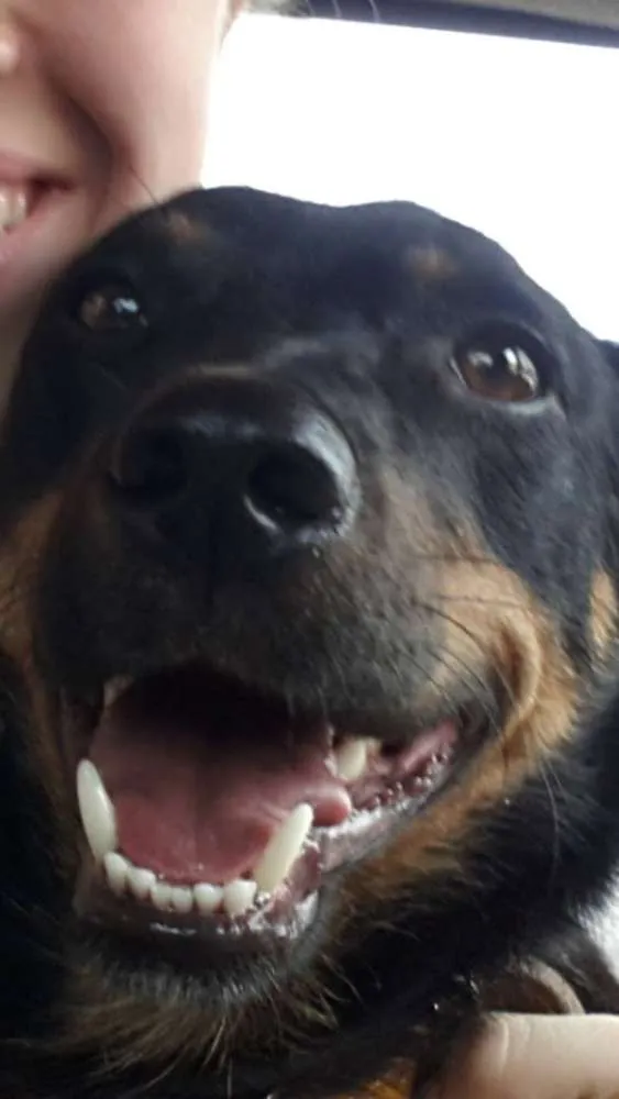 Cachorro ra a SRS idade 3 anos nome Lótus