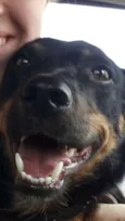 Lótus