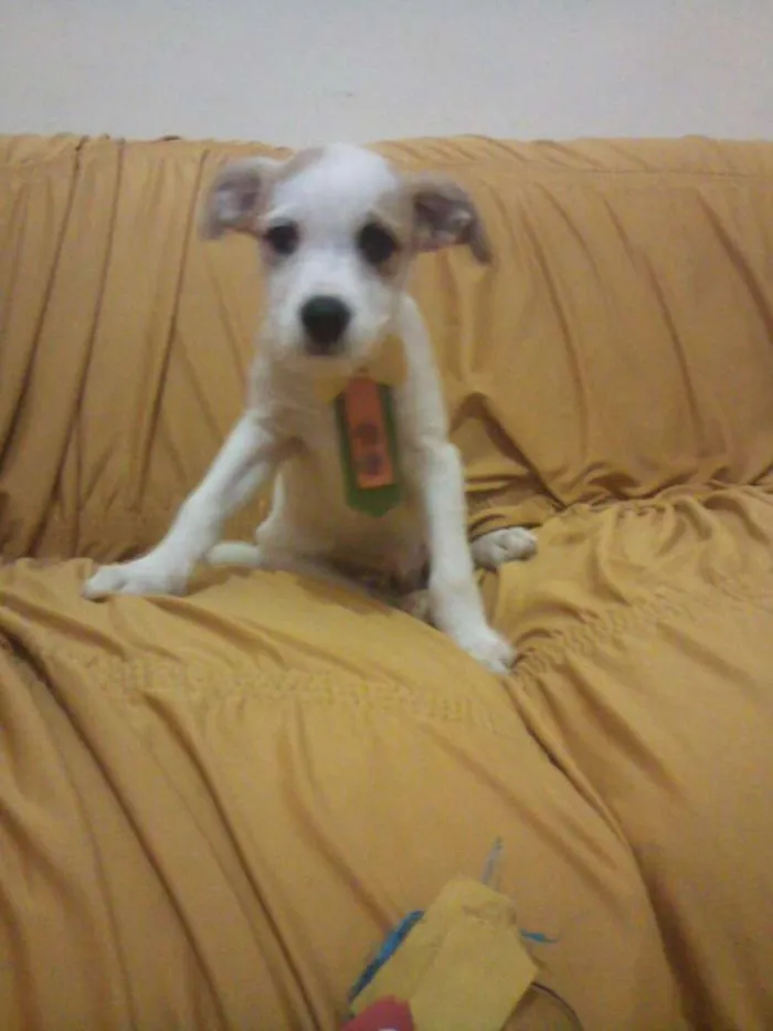 Cachorro raça PODDLE+MESTIÇA=SRD(RAÇA NÃO DEFINIDA) idade Abaixo de 2 meses nome MENININHOS