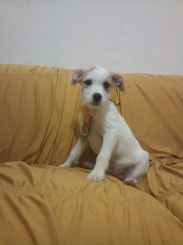 Cachorro raça PODDLE+MESTIÇA=SRD(RAÇA NÃO DEFINIDA) idade Abaixo de 2 meses nome MENININHOS