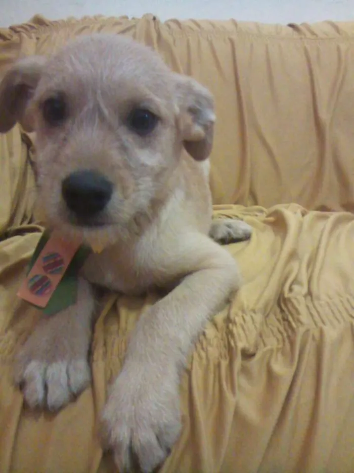 Cachorro raça PODDLE+MESTIÇA=SRD(RAÇA NÃO DEFINIDA) idade Abaixo de 2 meses nome MENININHOS