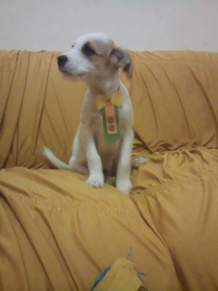 Cachorro raça PODDLE+MESTIÇA=SRD(RAÇA NÃO DEFINIDA) idade Abaixo de 2 meses nome MENININHOS