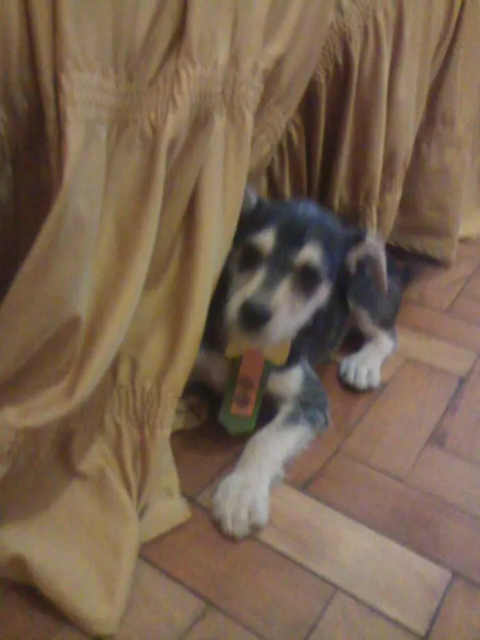 Cachorro raça PODDLE+MESTIÇA=SRD(RAÇA NÃO DEFINIDA) idade Abaixo de 2 meses nome MENININHOS