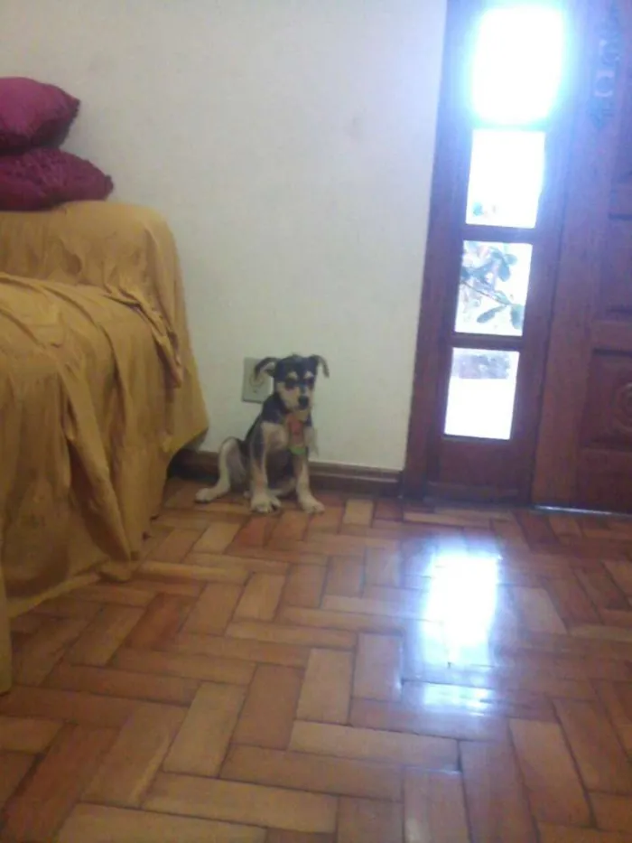 Cachorro raça PODDLE+MESTIÇA=SRD(RAÇA NÃO DEFINIDA) idade Abaixo de 2 meses nome MENININHOS