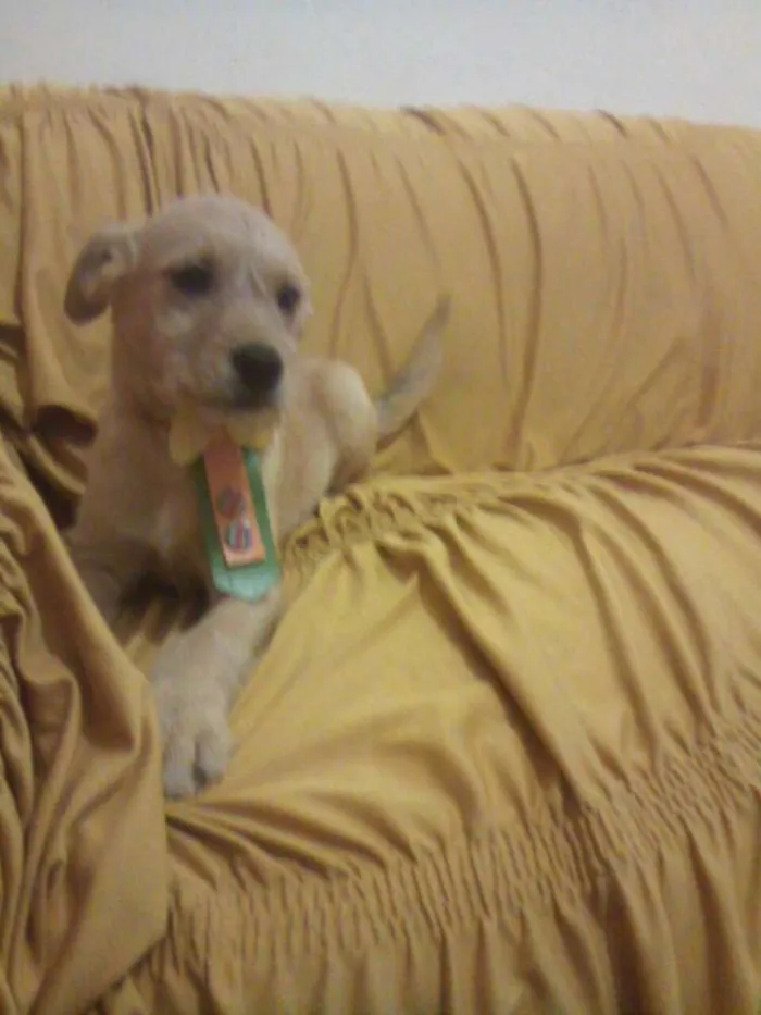 Cachorro raça PODDLE+MESTIÇA=SRD(RAÇA NÃO DEFINIDA) idade Abaixo de 2 meses nome MENININHOS