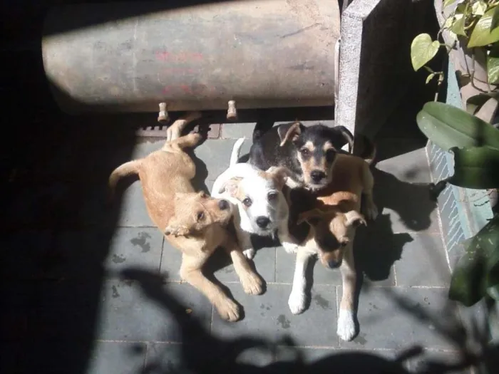 Cachorro raça PODDLE+MESTIÇA=SRD(RAÇA NÃO DEFINIDA) idade Abaixo de 2 meses nome MENININHOS