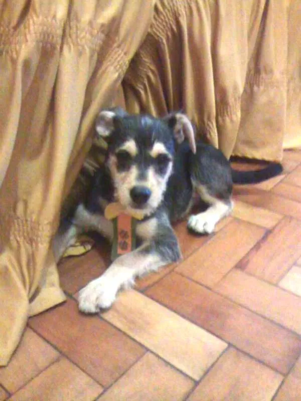 Cachorro raça PODDLE+MESTIÇA=SRD(RAÇA NÃO DEFINIDA) idade Abaixo de 2 meses nome MENININHOS