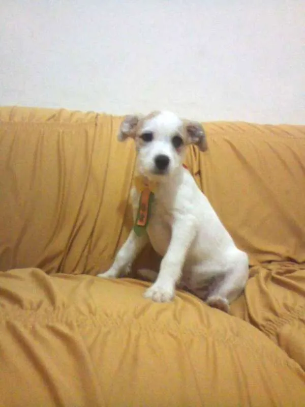Cachorro raça PODDLE+MESTIÇA=SRD(RAÇA NÃO DEFINIDA) idade Abaixo de 2 meses nome MENININHOS