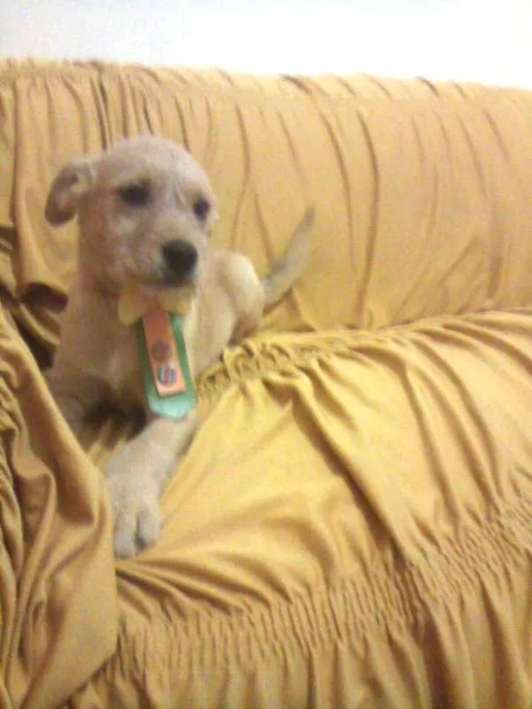 Cachorro raça PODDLE+MESTIÇA=SRD(RAÇA NÃO DEFINIDA) idade Abaixo de 2 meses nome MENININHOS