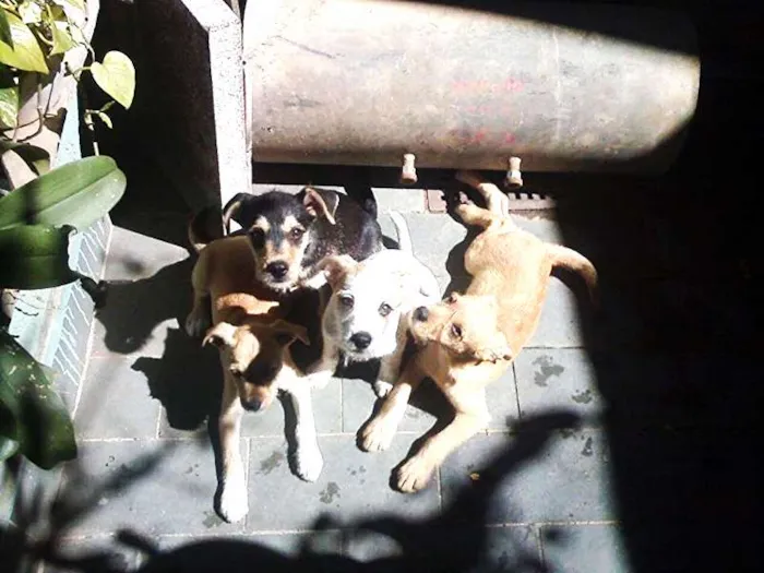 Cachorro raça PODDLE+MESTIÇA=SRD(RAÇA NÃO DEFINIDA) idade Abaixo de 2 meses nome MENININHOS