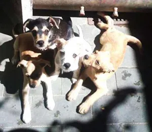 Cachorro raça PODDLE+MESTIÇA=SRD(RAÇA NÃO DEFINIDA) idade Abaixo de 2 meses nome MENININHOS