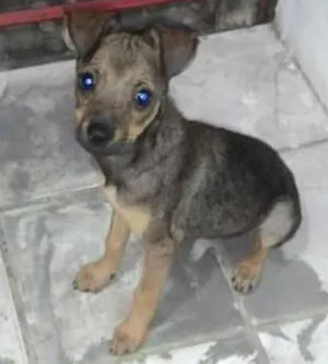 Cachorro raça  idade 2 a 6 meses nome Babí