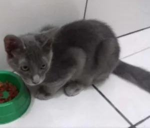 Gato raça misturada com sianês idade 2 a 6 meses nome Apolo e Angela