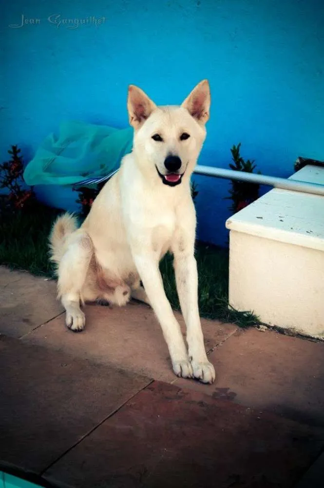 Cachorro raça Akita Americano idade 4 anos nome Akira