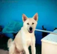 Akira