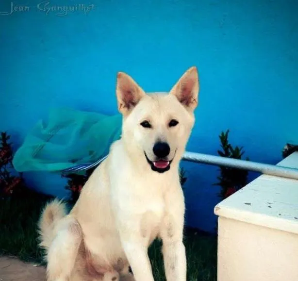 Cachorro raça Akita Americano idade 4 anos nome Akira