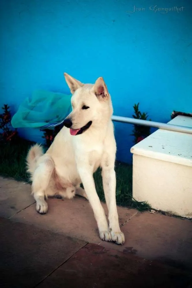 Cachorro raça Akita Americano idade 4 anos nome Akira
