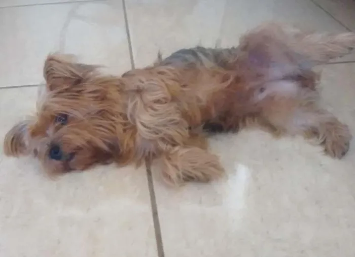 Cachorro ra a Shitzu idade 2 anos nome Fofinha