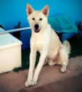 Akira