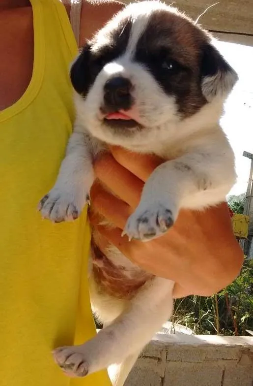 Cachorro ra a SRD idade Abaixo de 2 meses nome Sem nome