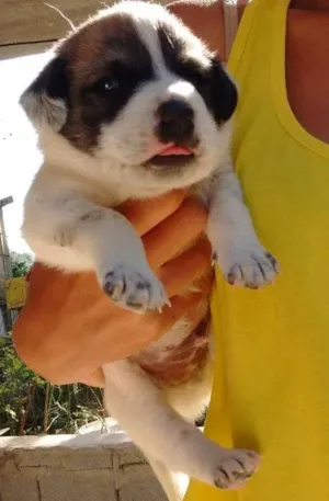 Cachorro raça SRD idade Abaixo de 2 meses nome Sem nome